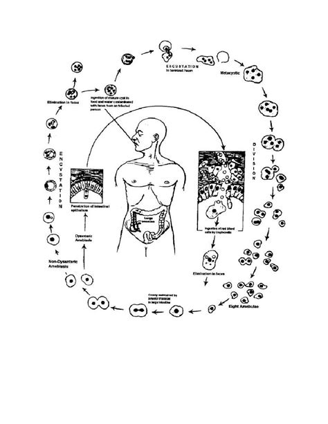 Entamoeba Histolytica Life Cycle