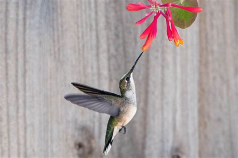 8 Easy Tips for Feeding Hummingbirds