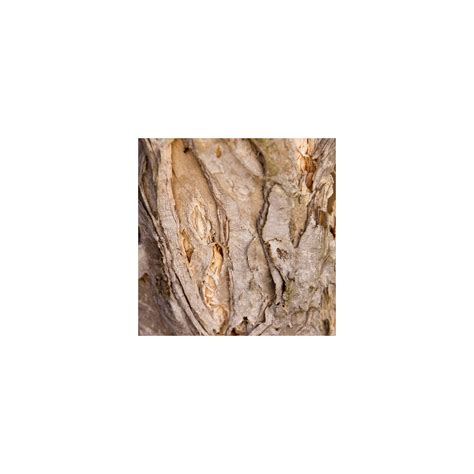 Melaleuca quinquinervia – Divine Plants Online Shop