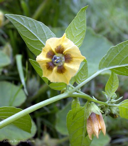 Tomate Verde Physalis Ixocarpa