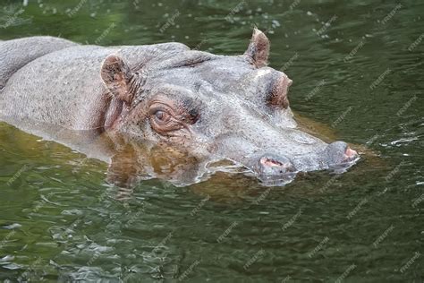 Premium Photo | Hippo in the water