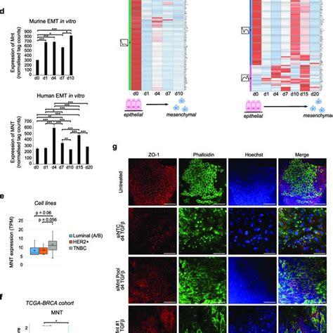 Mnt Is A Novel Essential Regulator Of Cell Fate Changes During Emt A