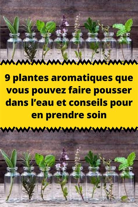 9 Plantes Aromatiques Que Vous Pouvez Faire Pousser Dans Leau Et