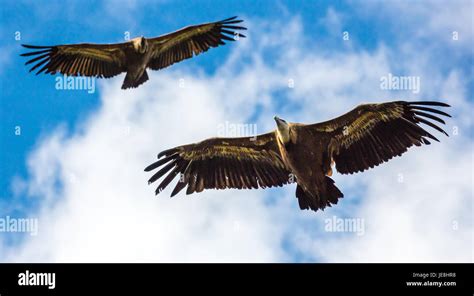 Circling Vultures Hi Res Stock Photography And Images Alamy