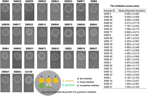 Frontiers Genomic And Phenotypic Characterization Of Streptococcus