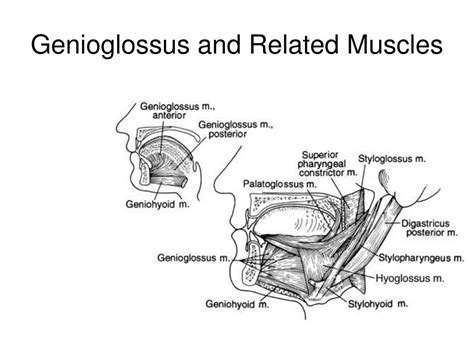 PPT - Anatomy of Resonation and Articulation Chapter 6 PowerPoint ...