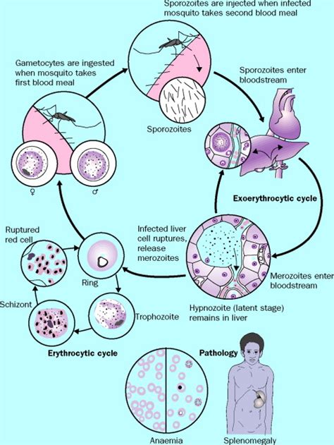 Plasmodium Falciparum Malaria