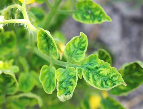 Why Your Tomato Leaves Are Curling