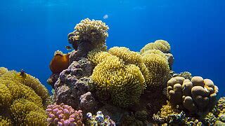 Conserving Coral Reefs In The Caribbean Internationale