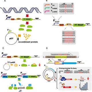 The Routine Workflow For Expression Optimization Based On Protein