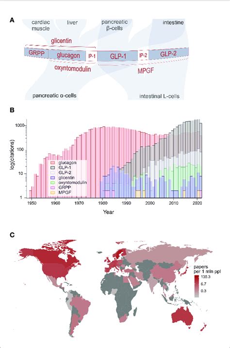 A Structure Of Proglucagon Post Translational Processing And The