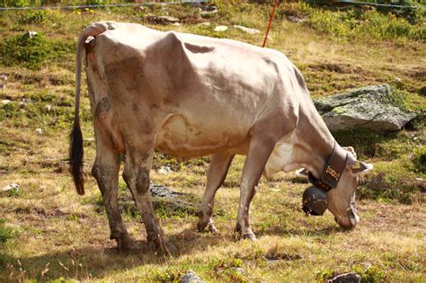 Accompagnateur En Montagne Vache Brune Suisse Race Bovine