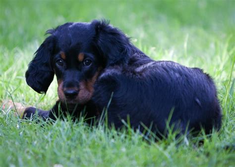 Where to Find Gordon Setter Puppies for Sale - Dogable