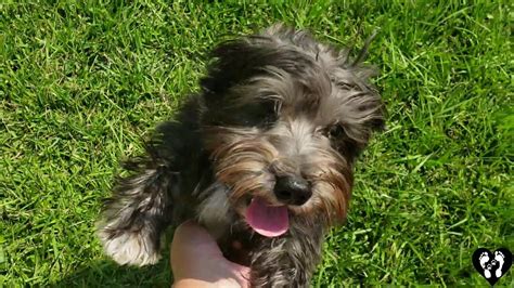 Houston dog training | 6 month old Schnoodle puppy Charlie - YouTube