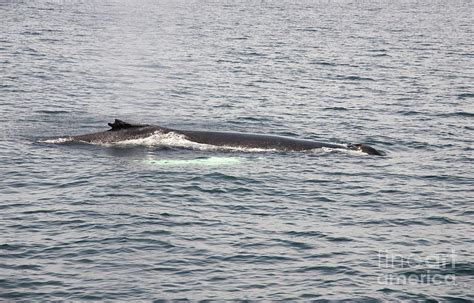 Humpback Whale with Unique Fin Photograph by Jeannette Hunt - Fine Art ...