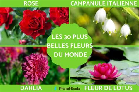 Les 30 Plus Belles Fleurs Du Monde Avec Photos