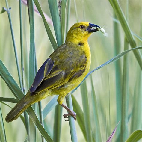 Botswana And Zambia African Golden Weaver Bird