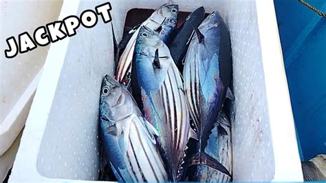 Amazing Traditional Skipjack Tuna Fishing 283 Kg Using Handline