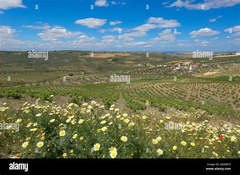 Montilla, vineyards, Montilla-Moriles area, Cordoba, Andalusia, Spain ...