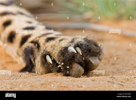 Cheetah Acinonyx Jubatus Paw And Claws Namibia Africa Stock Photo