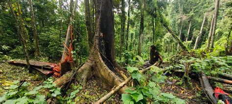 Menjaga Cagar Alam Cycloop Hanya Di Atas Kertas New Guinea Kurir