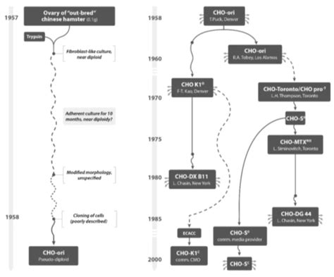 CHO高表达细胞株的构建方法 哔哩哔哩