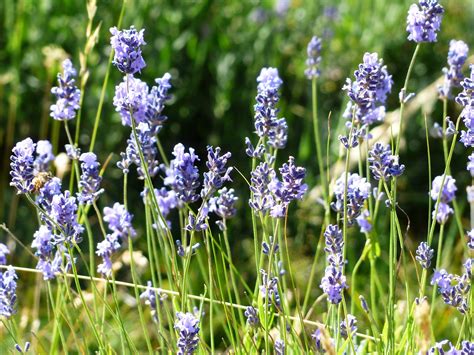 Lavender Flower Blossoms Free Photo On Pixabay Pixabay