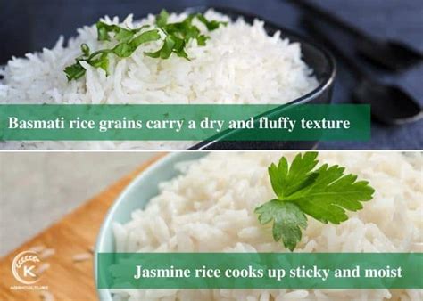 7 Differences Between Basmati Vs Jasmine Rice K Agriculture