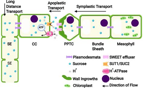 Symplastic And Apoplastic Transport Of Sucrose Into The Phloem Download Scientific Diagram