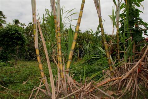 Sugar cane plantation stock photo. Image of industry - 178199784