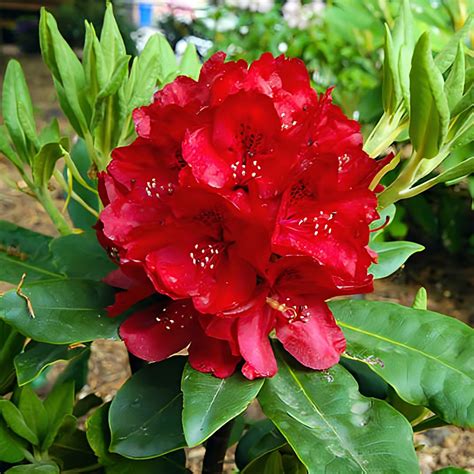 Raspberry Red Rhododendron 'Nova Zembla' - Landscape Alaska