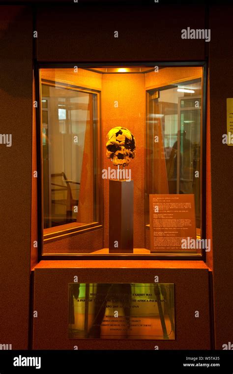 homo sapiens idaltu  ac museo nacional de etiopia addis abeba