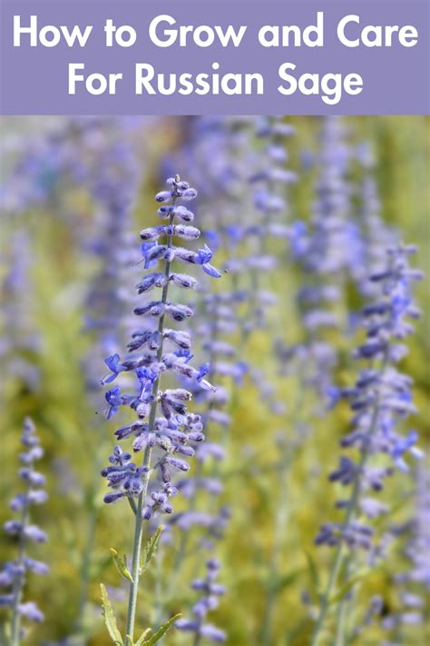 Explore The World Of Russian Sage With This Comprehensive Guide On