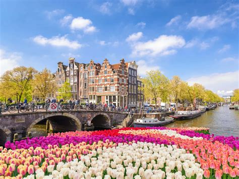 Hd Tulip Fields Amsterdam