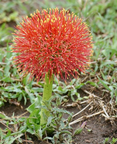 Day 27 Bloodlily Scadoxus Multiflorus S28 Road South O Flickr