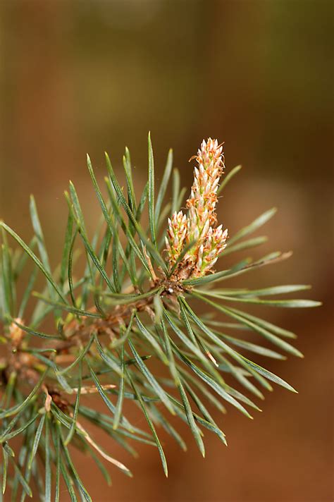 Scrub Jersey Or Virginia Pine Pinus Virginiana