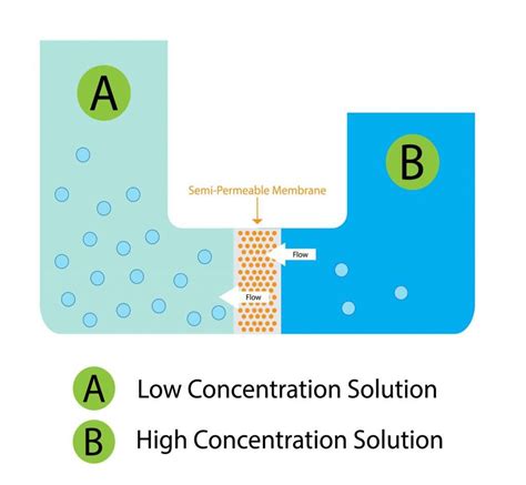 Osmosis Diagram Gcse