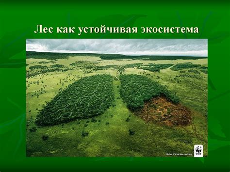 Лес как устойчивая экосистема - презентация онлайн