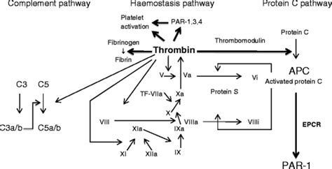 The Roles Of Thrombin And Protease Activated Receptors In Inflammation