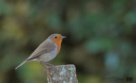 Rougegorge Familier European Robin Erithacus Rubecula1 Flickr