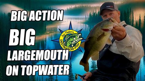 How To Catch Largemouth Bass On Topwater Bass Manager The Best Bass