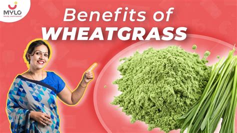 Effective Health Benefits Of Wheatgrass Powder Right Way To Consume