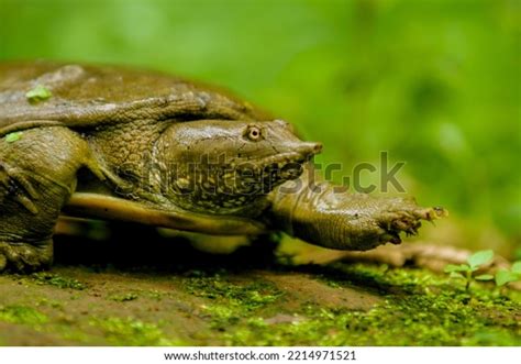 Chinese Softshell Turtle Pelodiscus Sinensis Stock Photo 2214971521