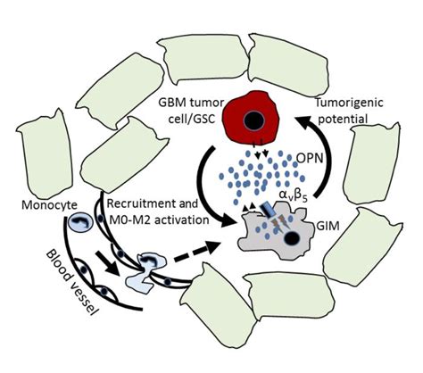 JCI Osteopontin Mediates Glioblastoma Associated Macrophage