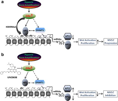 Targeting Histone Methyltransferase G A Inhibits Growth And Wnt