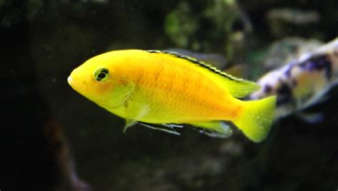 Yellow Lab Cichlid Care 101: Diet, Health Issue & All | 2024