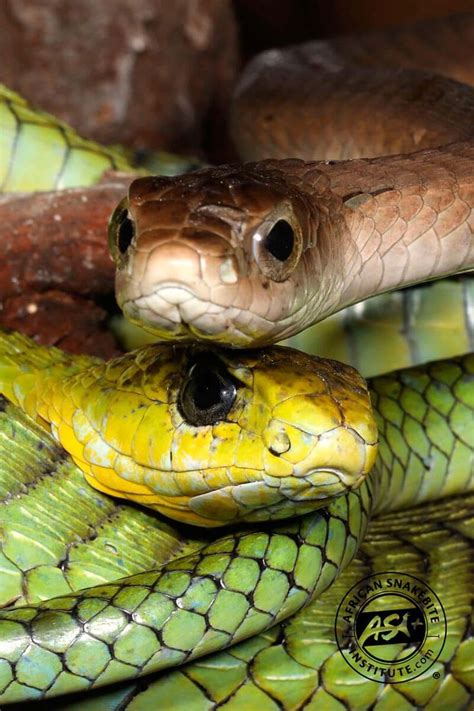 Beautiful Boomslang Snake in the Wild