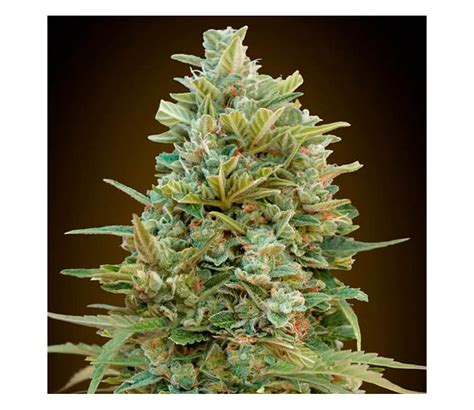 Auto Do Si Dos Cookies De Seeds Galleta Ndica La Huerta Grow Shop