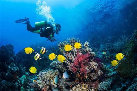 Diving (Intro) Hurghada