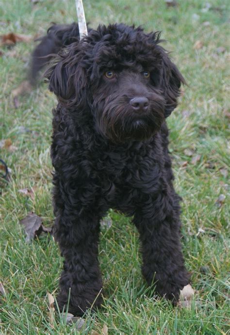 Chocolate Mini Australian Labradoodle Ashford Manor Labradoodles